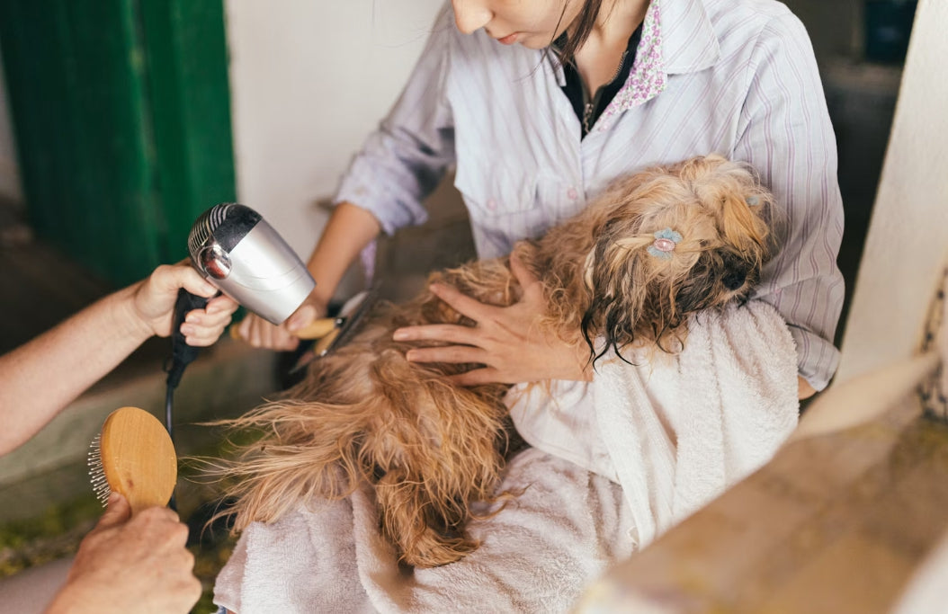 How to Choose the Right Slicker Brush for Long-Haired and Medium-Coated Dogs