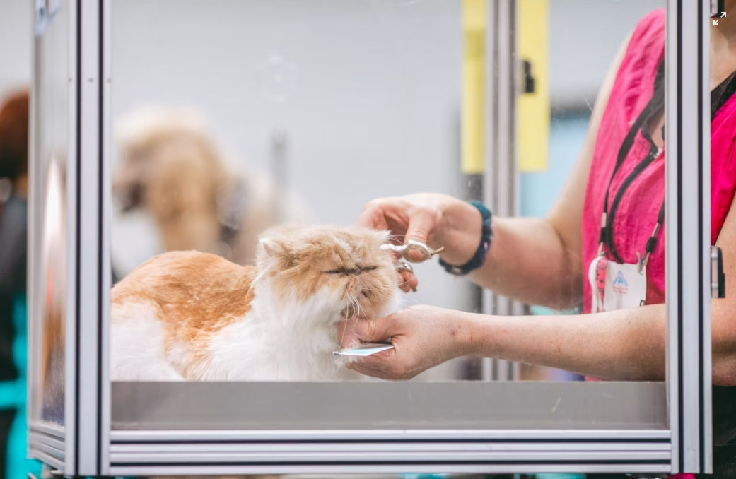 Dog and Cat Grooming Scissors: A Guide to Straight, Curved, and Thinning Designs