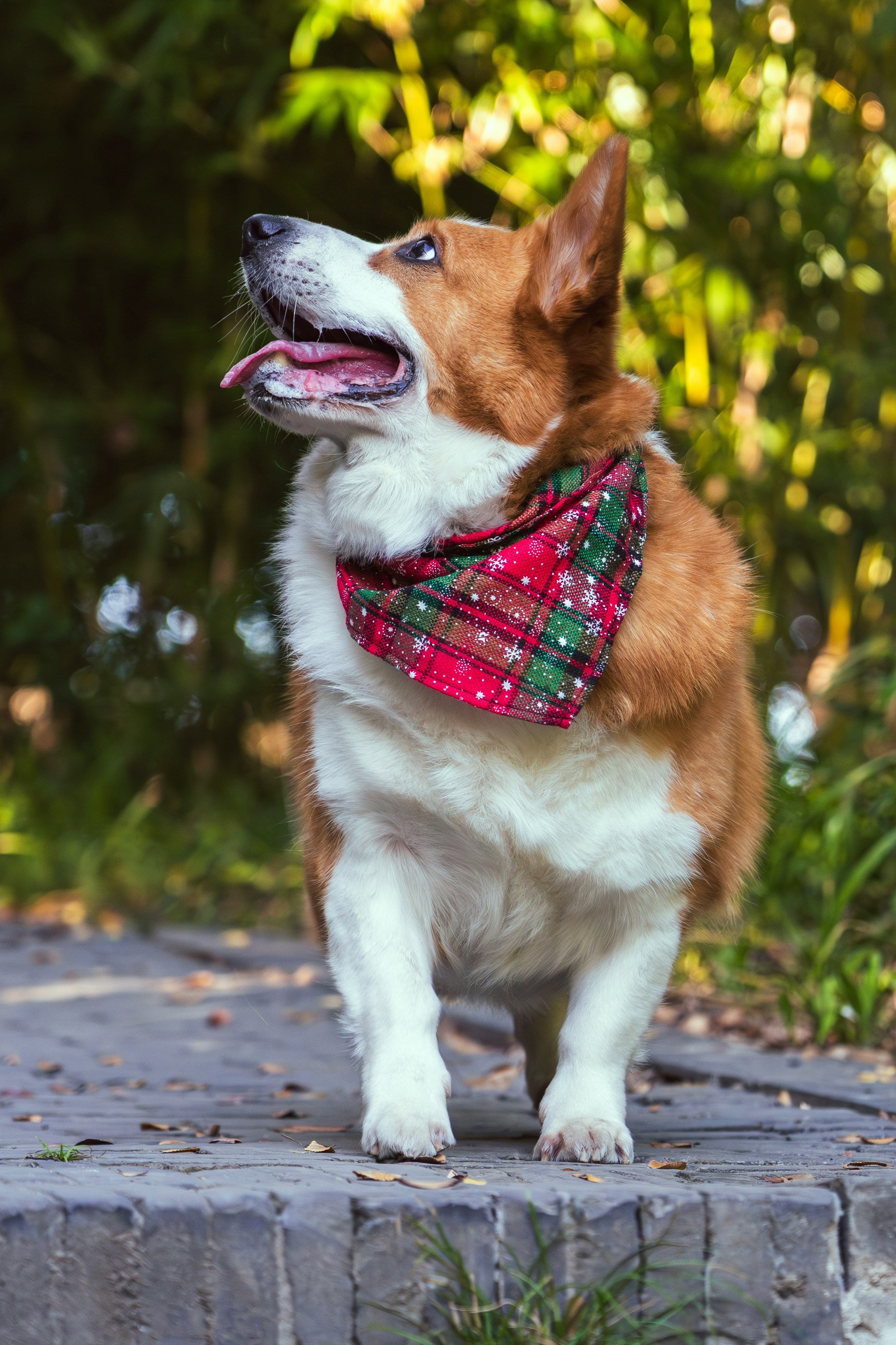 Dog Bandanas for Holidays and Everyday Style: A Guide to Fit, Fabric, and Seasonal Designs