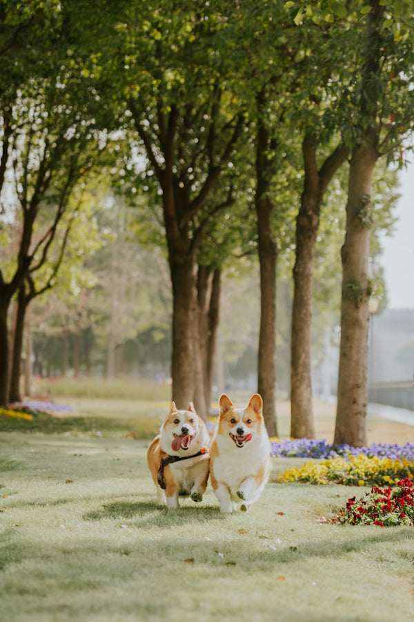 Cat Litter Tracking vs Odor Control: What Should You Prioritize?