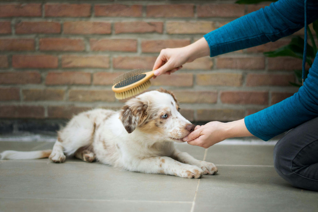 Dog Grooming Brushes for Long Hair: How to Manage Tangles and Loose Coat