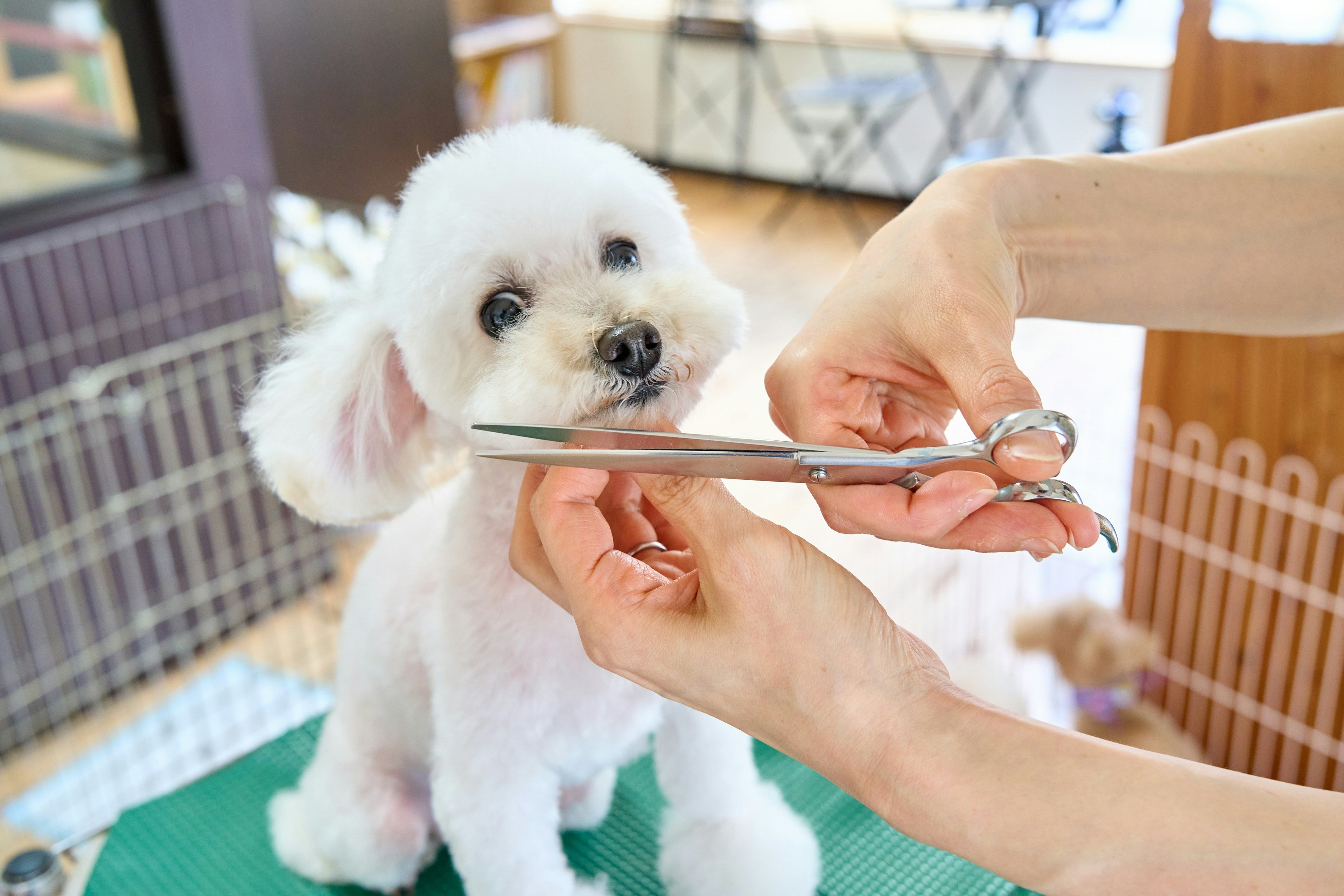 How to Choose the Right Dog Grooming Hammock for Nail Trimming and Pet Restraint