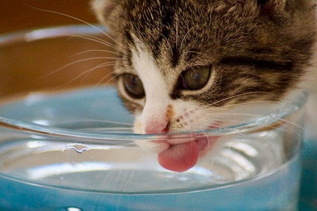 How to Choose a Cat Water Fountain for Everyday Hydration