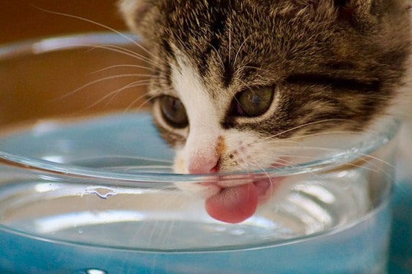 How to Choose a Cat Water Fountain for Everyday Hydration