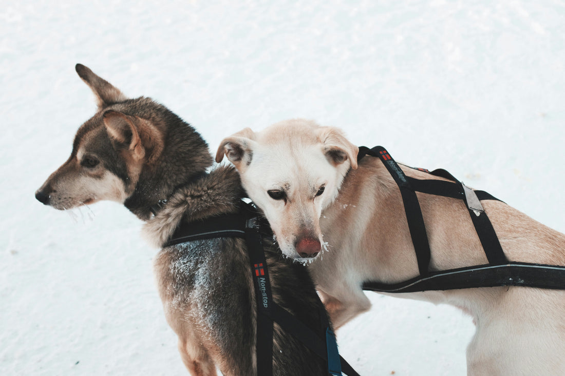 Dog Lift Harnesses and Support Slings: What to Consider for Assisted Pet Mobility