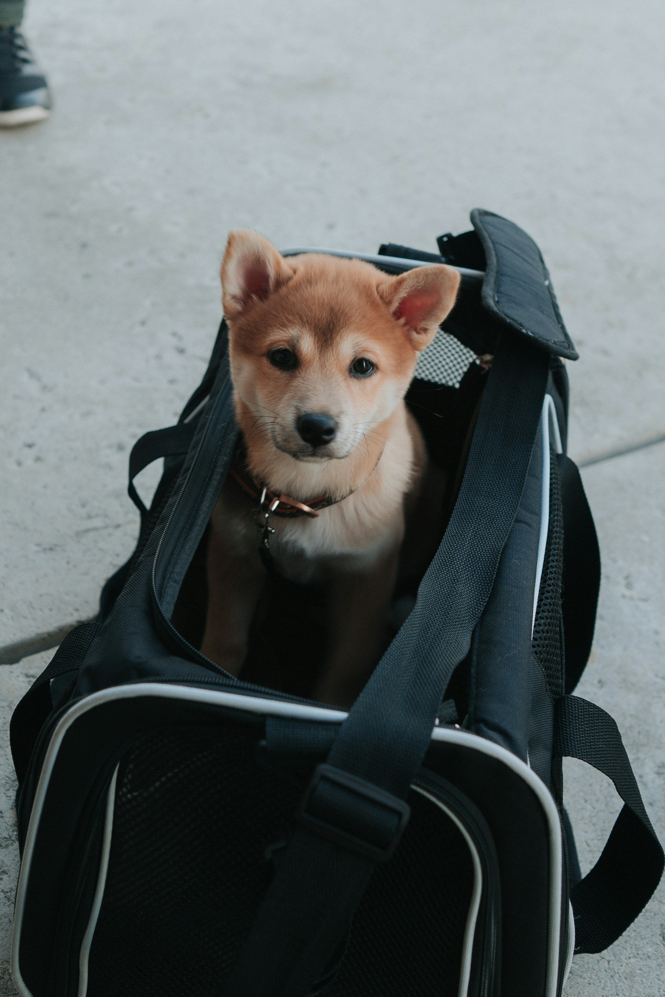 How to Choose a Soft-Sided Pet Carrier for Large Dogs and Cats