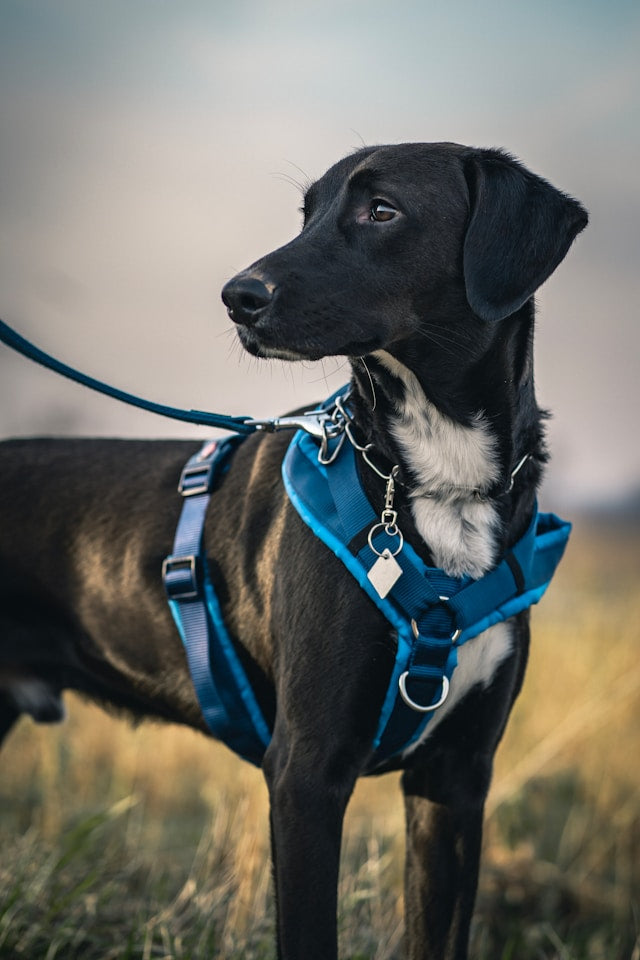 Dog Walking Essentials for a More Organized Daily Routine