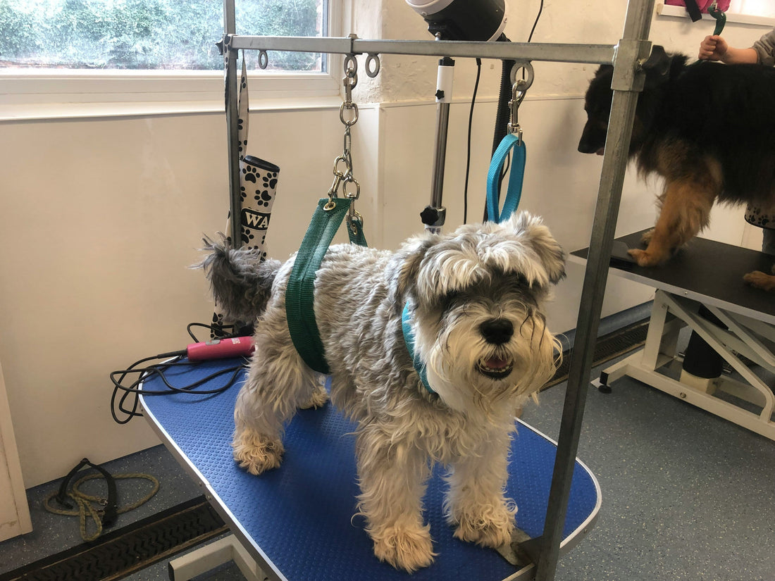 How to Choose a Dog Grooming Hammock for Small, Medium, and Large Pets