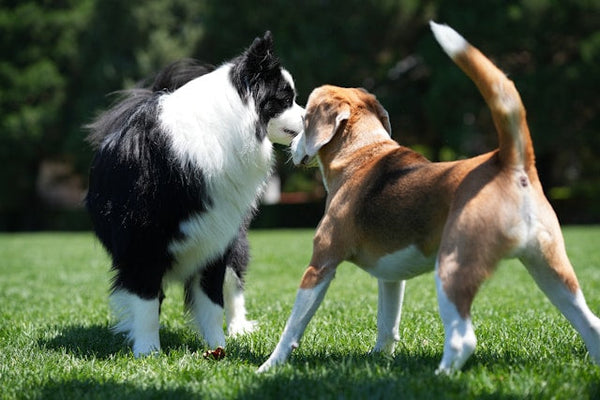Creating a Cleaner Outdoor Space for Dogs and Their Owners