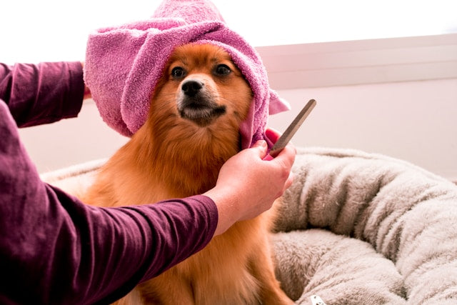 Essential Dog Grooming Tools Every Pet Owner Should Have
