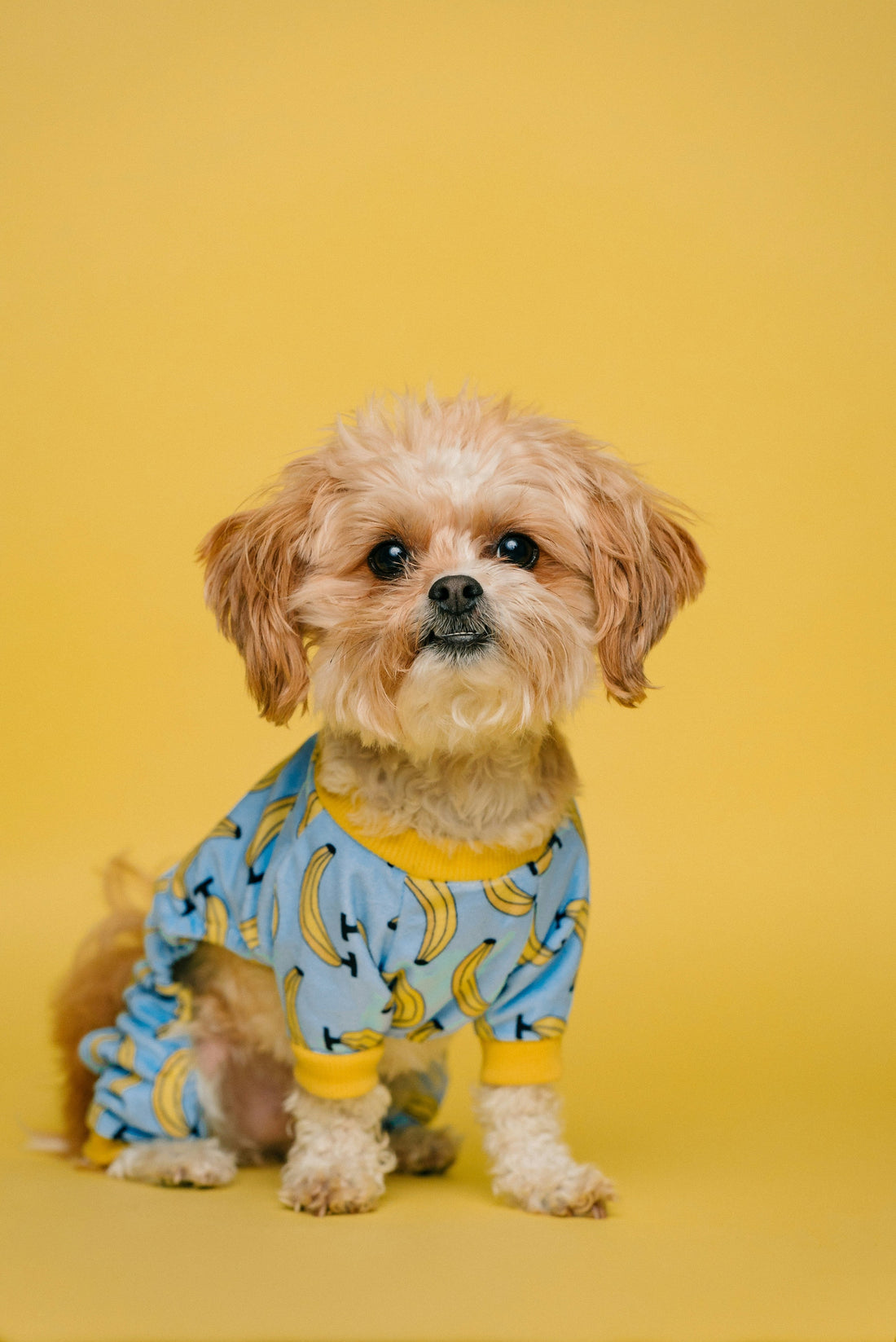 Dog Shirts and Summer Pet Clothing: How to Choose Lightweight Apparel for Everyday Wear