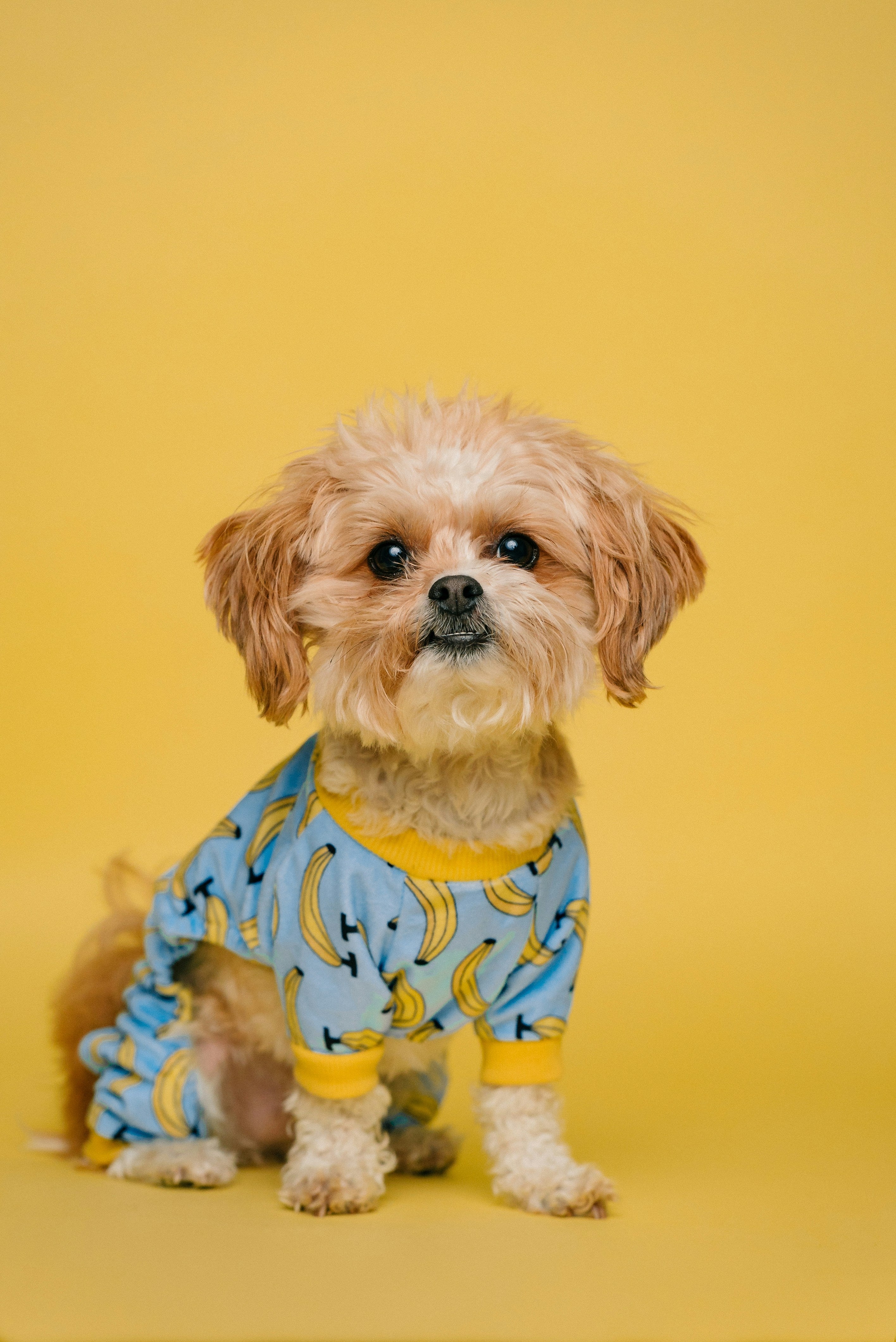 Dog Shirts and Summer Pet Clothing: How to Choose Lightweight Apparel for Everyday Wear