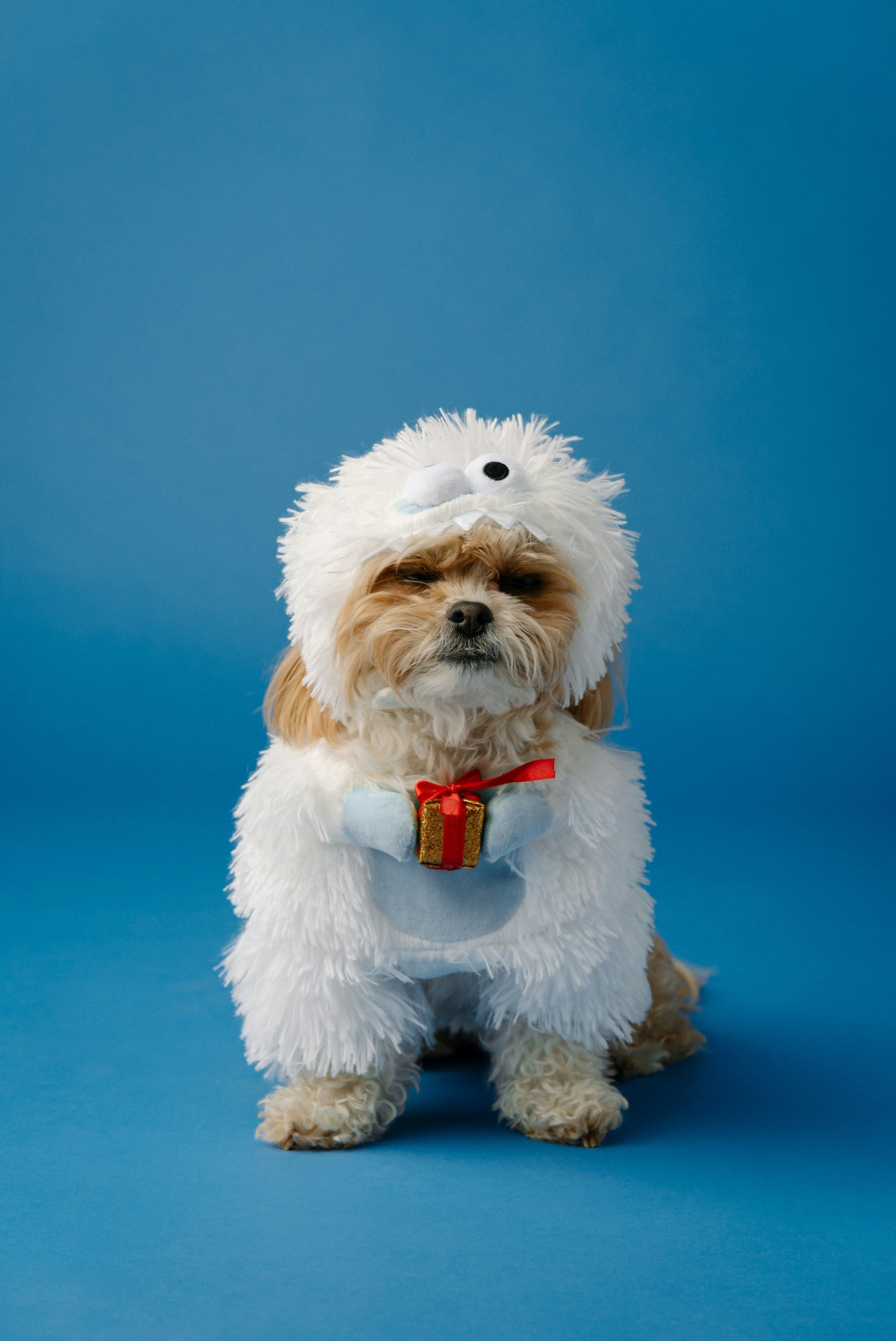 Holiday Dog Neckwear: How to Style Christmas, Halloween, and Seasonal Pet Accessories
