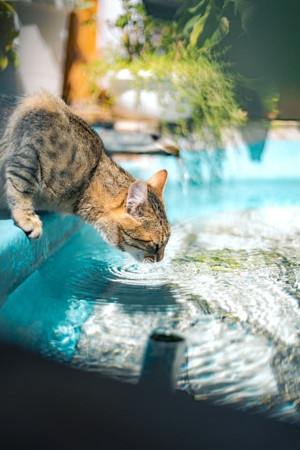 Stainless Steel Cat Water Fountains: Why Many Pet Owners Prefer Them