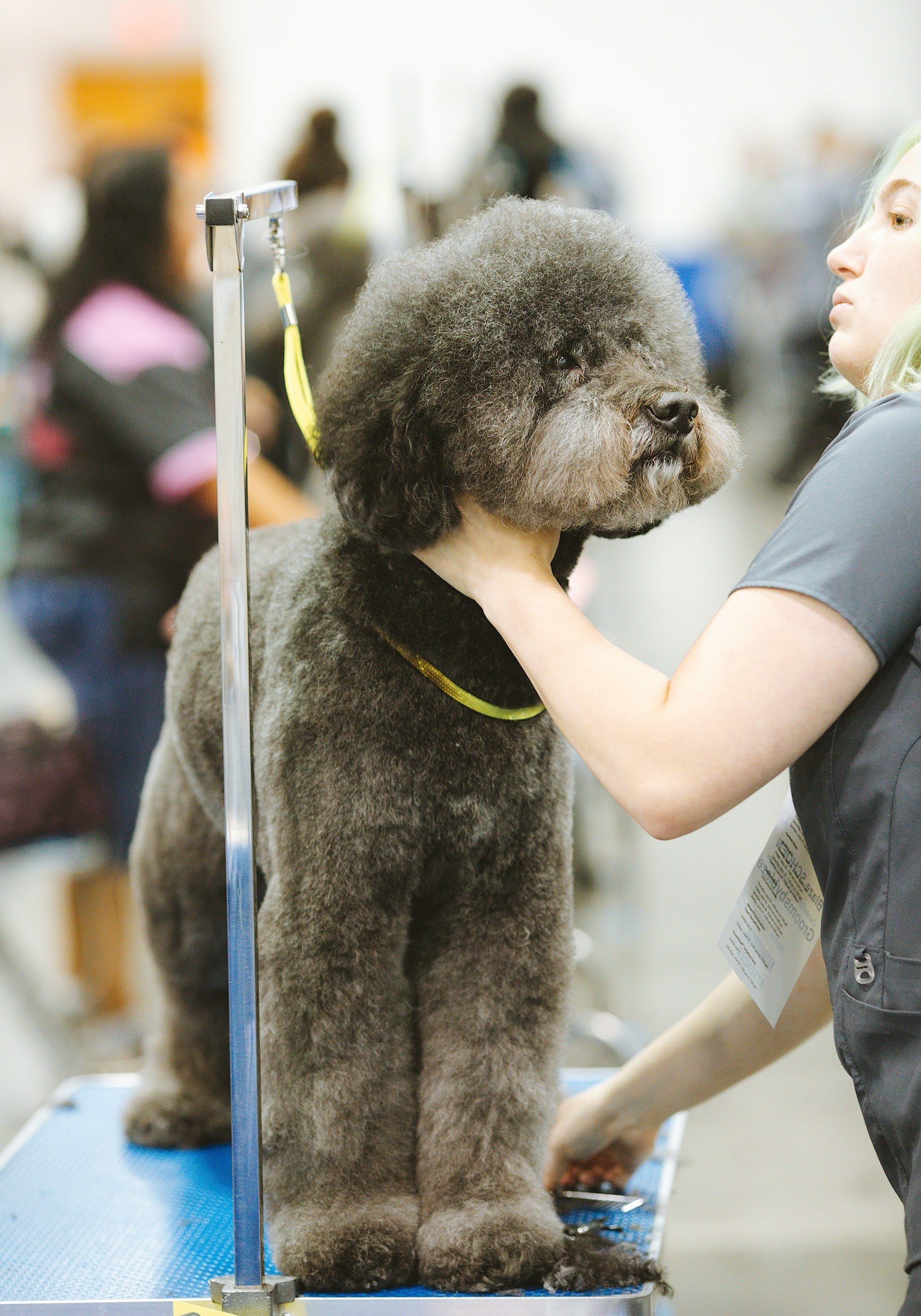Dog Grooming Scissors: How to Choose Curved, Thinning, and Chunker Shears for Different Coat Types
