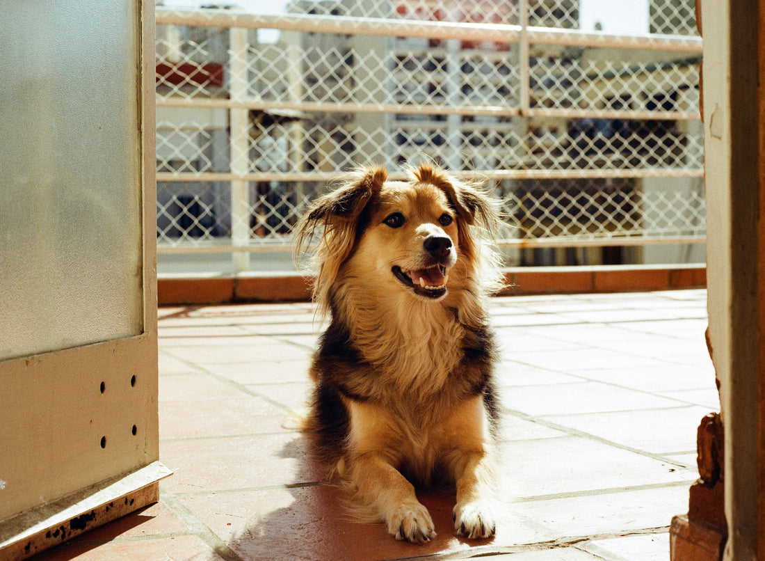 Dog Crates for Travel: How to Choose a Soft-Sided Collapsible Crate for Home and Outdoor Use