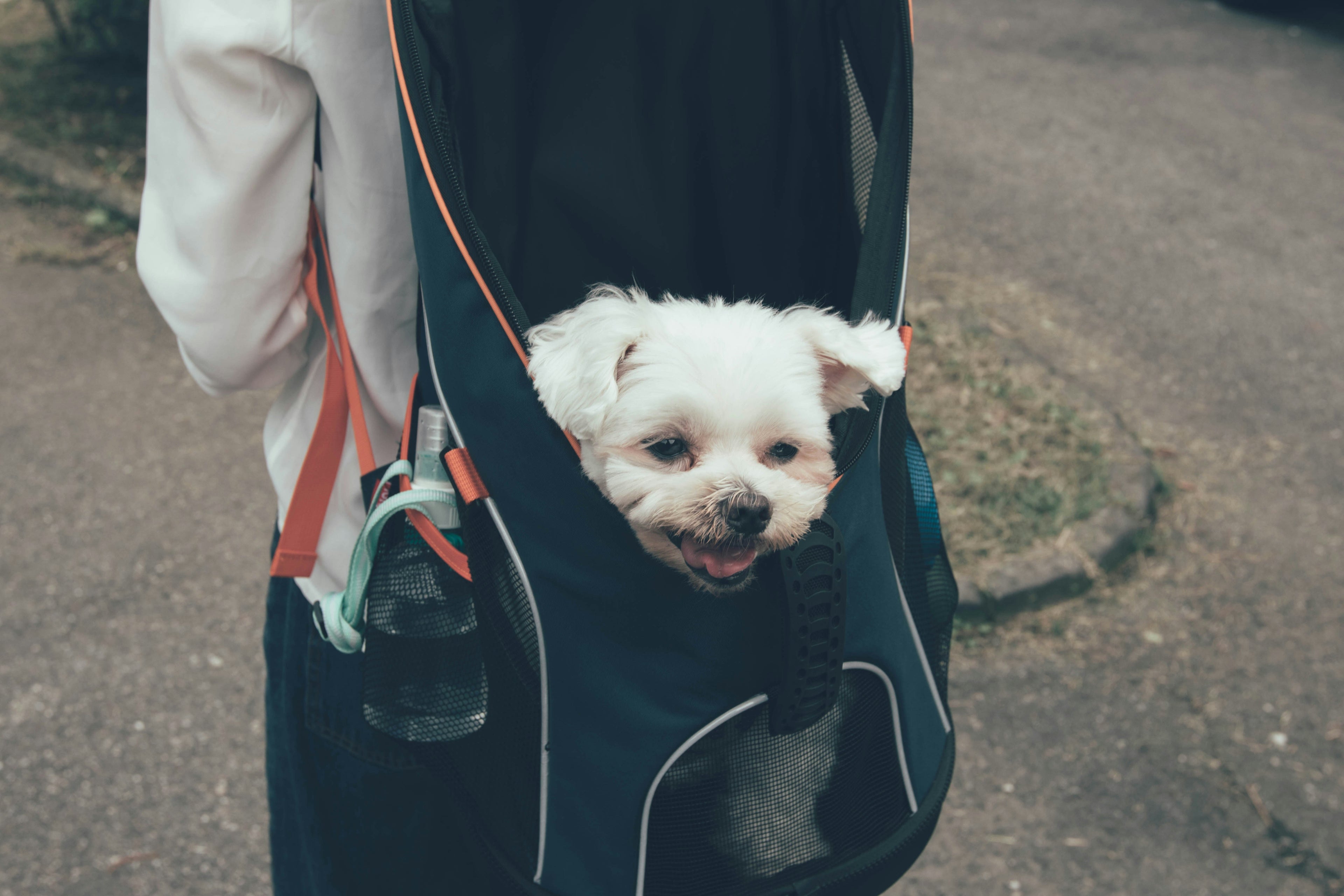 Small Dog Sling Carriers: What to Look for in a Crossbody Pet Bag
