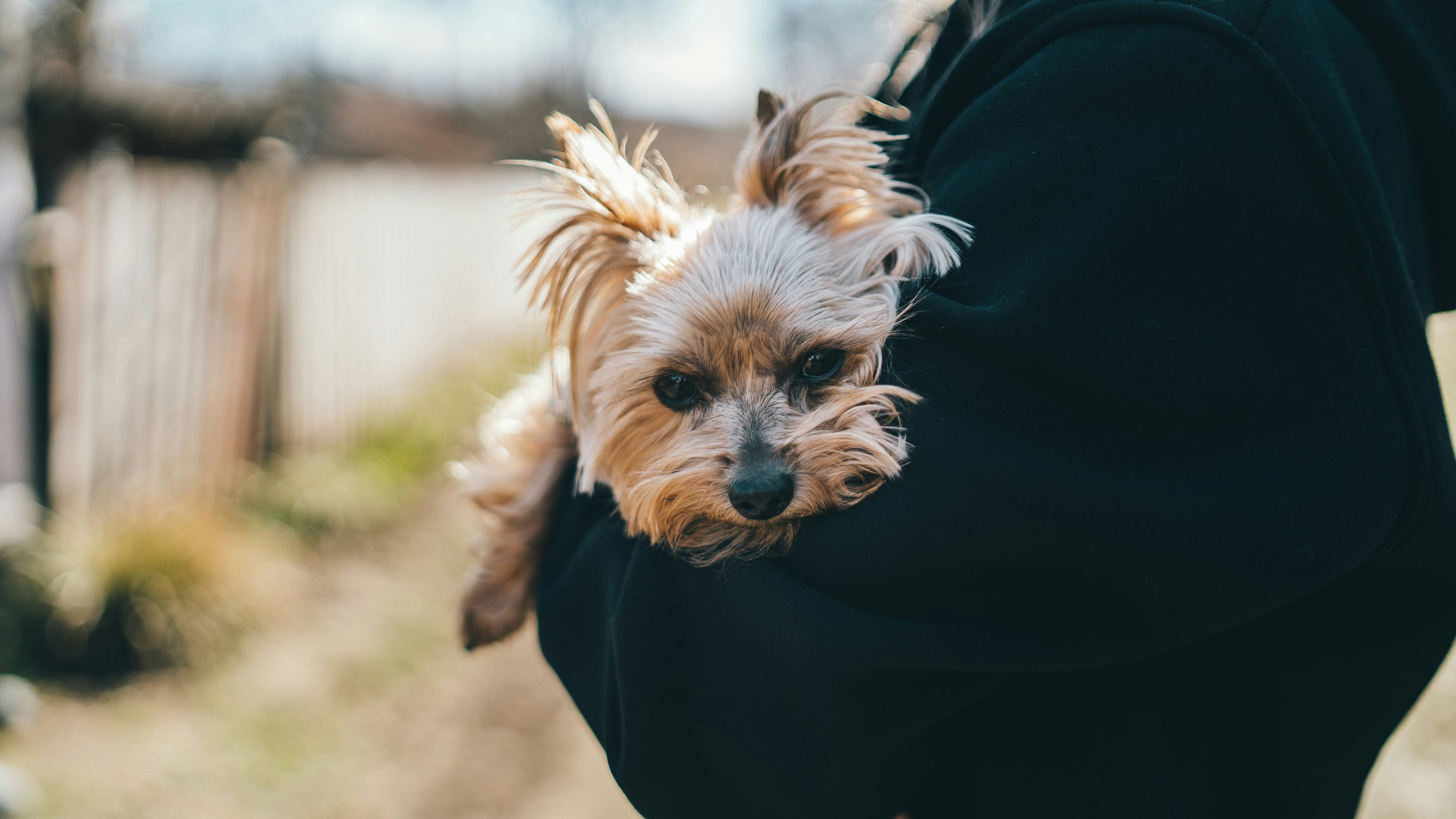 Dog Sling Carriers: How to Choose a Comfortable Small Pet Carrier for Daily Travel