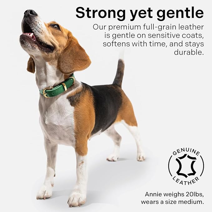 Classic Genuine Leather Dog Collar | Dog Collars for Medium Dogs, Small Dogs, Large Dogs & Extra Large Dog | Wide Dog Collar | Heavy Duty Collar (Green, XX Large)