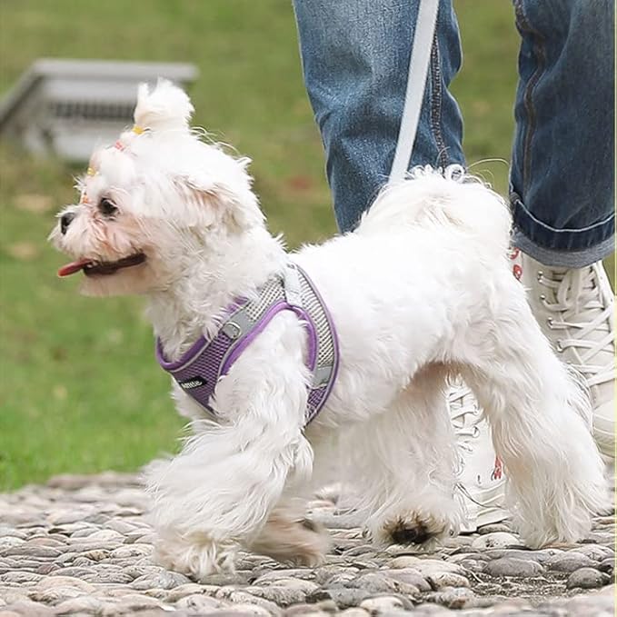 AIITLE Step in Dog Harness and Leash Set - Summer No Pull Escape Proof Vest Harnesses with Soft Mesh and Reflective Bands, Adjustable Pet Outdoor Harnesses for Small and Medium Dogs Purple M