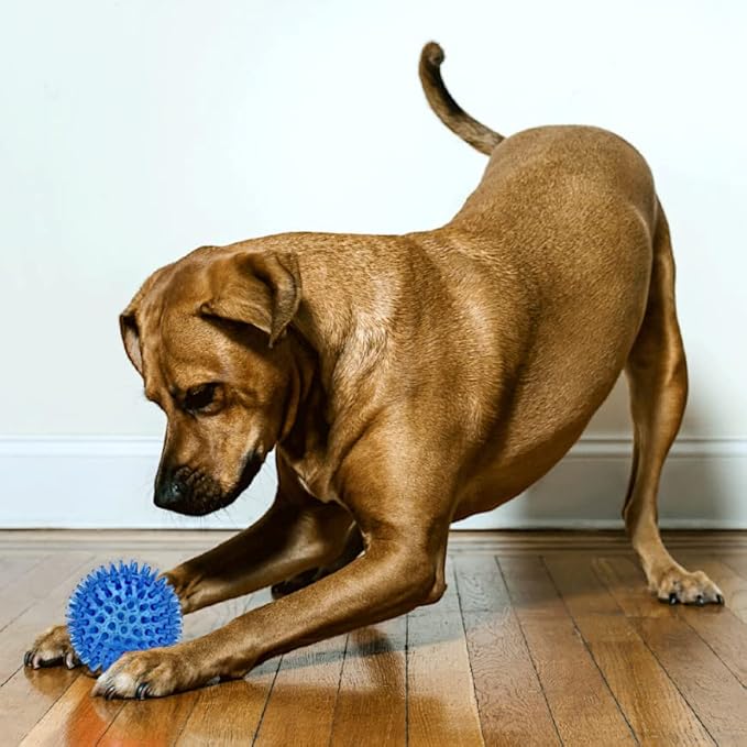 Cutie's PetBox Squeaky Rubber Spike Toy Ball for Medium, Large Dogs (3.5 Inch, Blue)