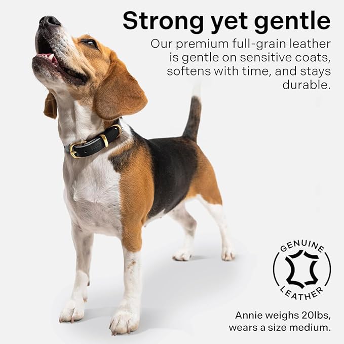 Classic Genuine Leather Dog Collar | Dog Collars for Medium Dogs, Small Dogs, Large Dogs & Extra Large Dog | Wide Dog Collar | Heavy Duty Collar (Black, XX Large)