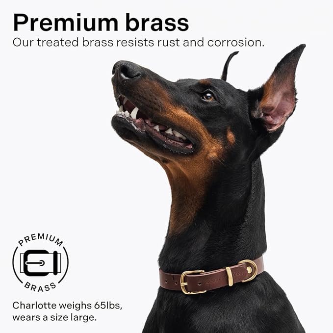 Classic Genuine Leather Dog Collar | Dog Collars for Medium Dogs, Small Dogs, Large Dogs & Extra Large Dog | Wide Dog Collar | Heavy Duty Collar (Dark Brown, XX Large)