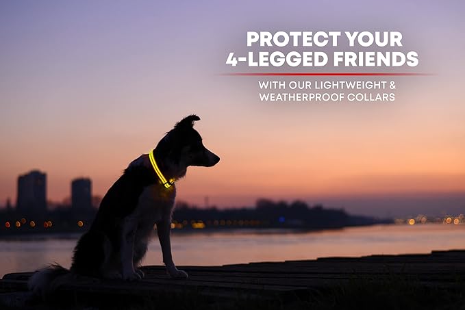 ILLUMISEEN LED Dog Collar USB Rechargeable - Bright & High Visibility Lighted Glow Collar for Pet Night Walking - Weatherproof, in 6 Colors & 6 Sizes (Yellow Large)
