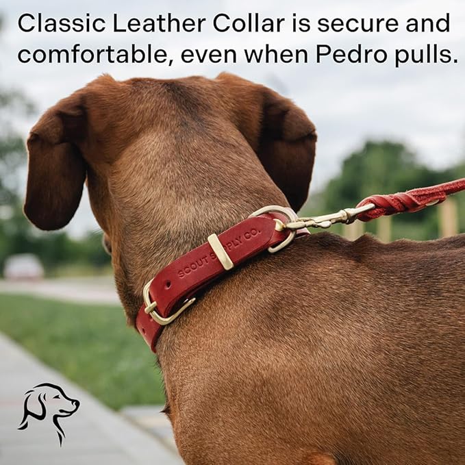 Classic Genuine Leather Dog Collar | Dog Collars for Medium Dogs, Small Dogs, Large Dogs & Extra Large Dog | Wide Dog Collar | Heavy Duty Dog Collar (Red, M: 0.8" Wide for 10.5"-13.5" Neck)