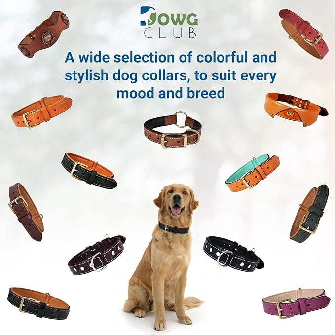 Genuine Leather Dog Collar | Full Grain, Heavy Duty, Comfortable, Padded, Strong | Best for Pups, Small, Medium, Large & XL Breeds (Small (Fit Neck Size 11.5"-14.5"), Teal Green)