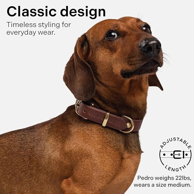 Classic Genuine Leather Dog Collar | Dog Collars for Medium Dogs, Small Dogs, Large Dogs & Extra Large Dog | Wide Dog Collar | Heavy Duty Dog Collar | Dark Brown (XS: 0.5" Wide for 7.5"-10.5" Neck)