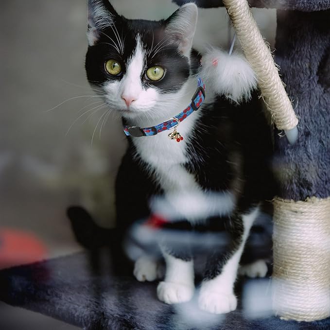 4 Pack Breakaway Cat Collar with Bell,Safety Adjustable Cat Collars Set with Fruit Pattern,Ideal for Girl Cats Boy Cats