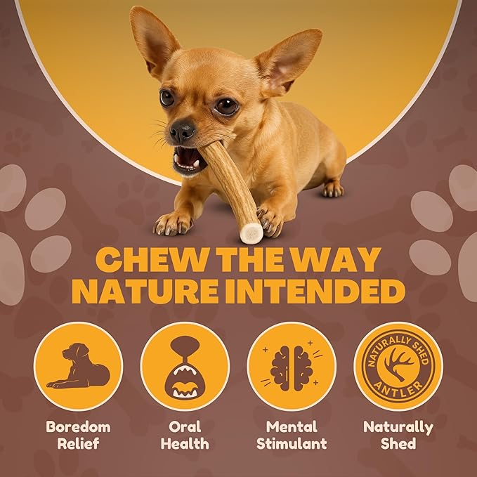 WhiteTail Naturals - Deer Antlers for Extra Small Dogs (12 Pack) Natural Dog Antler Chews for Puppies & Small Aggressive Chewers - Long Lasting Chew Bones