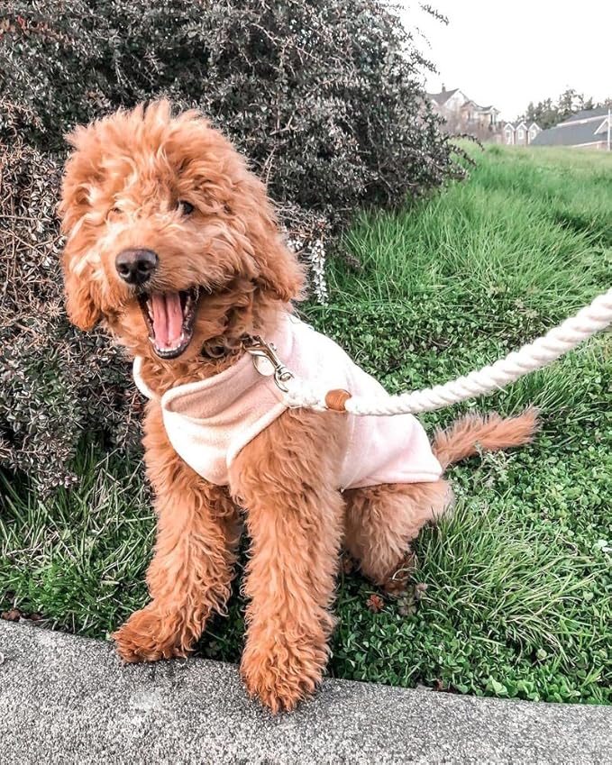 Gooby Fleece Vest Dog Sweater - Pumpkin, Small - Warm Pullover Fleece Dog Jacket with O-Ring Leash for Small to Medium Dogs