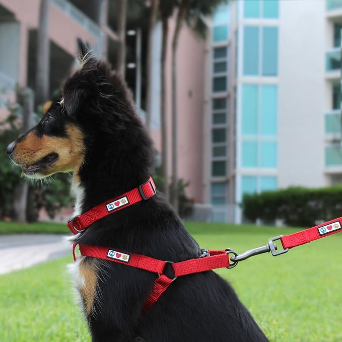 Pawtitas Personalized Dog Leash - Embroidered Custom Leash with Pet Name & Phone Number, 6 ft Long, Extra Small, Orange