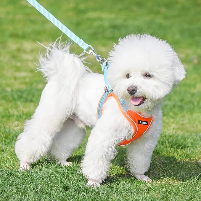 AIITLE Easy Walk Dog Harness and Leash Set - Pet Supply No Pull, Step in Adjustable Pet Harnesses with Padded Vest for Summer, No Choke Over, Easy to Put on Medium Dogs Orange L