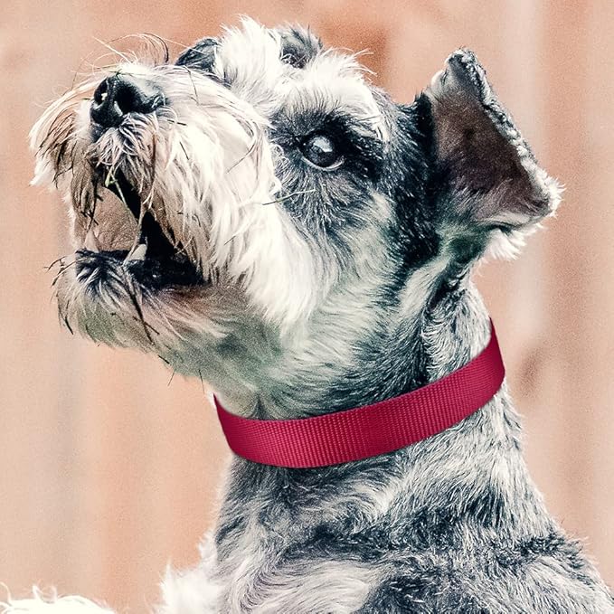 PetJoy Reflective Nylon Dog Collars, Replacement Collar for Shock Collar, Adjustable Classic Dog Collar Strap for Small Medium Large Dogs (Black & Red)