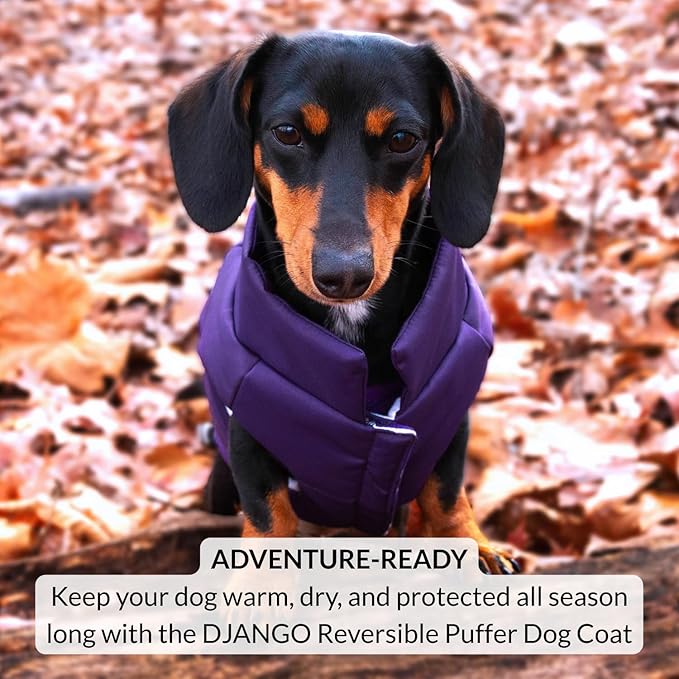 DJANGO Reversible Puffer Dog Coat – Warm Winter Dog Jacket & Water-Repellent Insulated Dog Coat w/Harness Hole, Windproof, Adjustable Fit for Small & Medium Dogs, Dachshunds – Violet Purple, X-Small