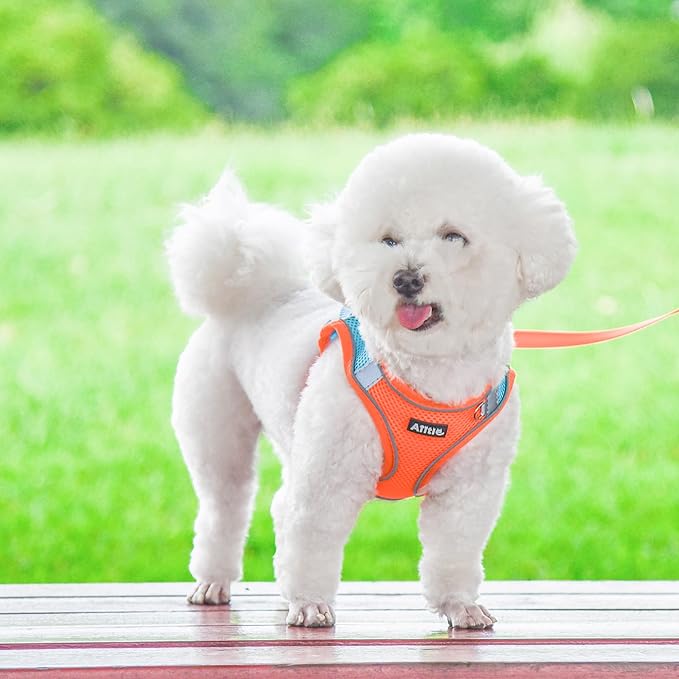 AIITLE Small Harness for Puppy with A Leash - Summer Dog Vest Harness with Super Breathable Mesh, Reflective No-Pull Pet Harness for Outdoor Walking, Camping for Small Dogs, Cats Orange XXS