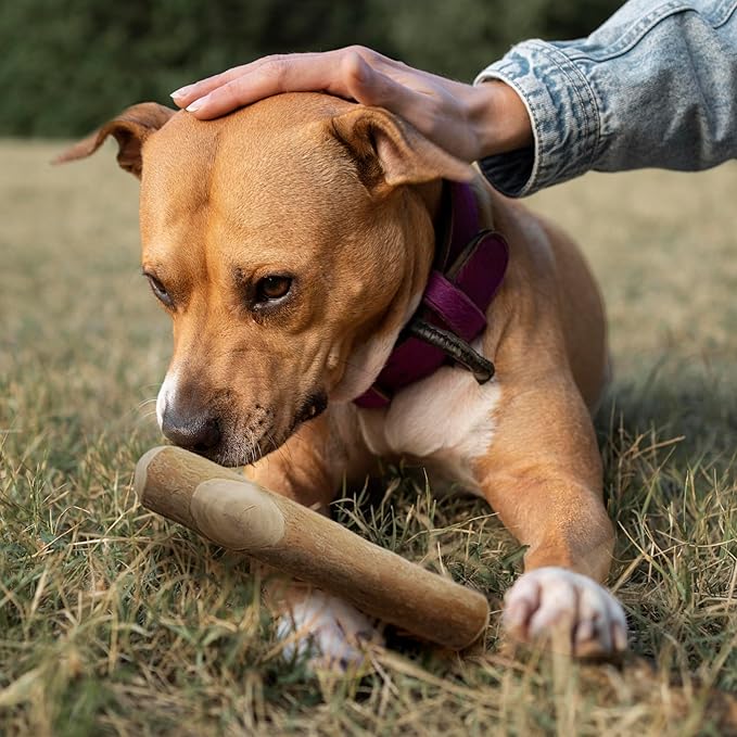 Wildfang® Coffee Wood Dog Chew, XL - Tough Chew Toys for Aggressive Chewers, Dog Teething Toys for Puppies, Training for Chewing Muscles, Coffee Tree Sticks for X-Large Dogs (Over 99 lbs)