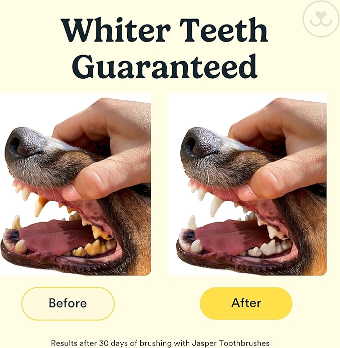 Jasper Dog Toothbrush, 360 Degree Dog Tooth Brushing Kit, Cat Toothbrush, Canine Dental Care & Teeth Cleaning Kit, Pet Finger Tooth Brush, Use with Pet Toothpaste, 4-Pack Blue