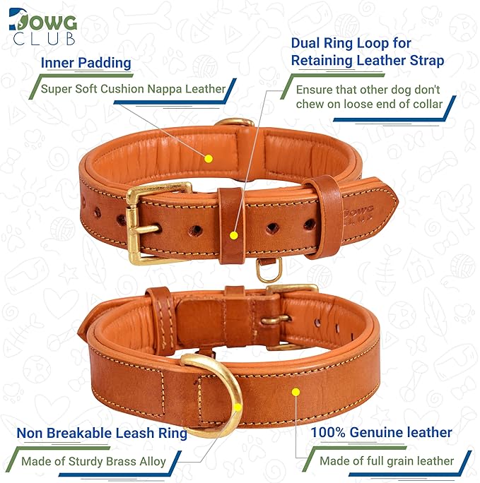 Genuine Leather Dog Collar | Full Grain, Heavy Duty, Comfortable, Padded, Strong | Best for Pups, Small, Medium, Large & XL Breeds (Large (Fit Neck Size 18.5"-22.5"), Tangerine Orange)
