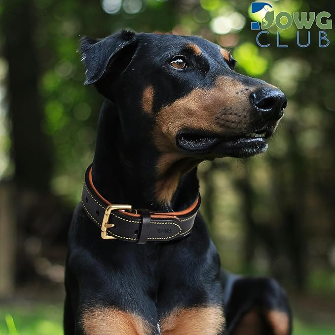 Genuine Leather Dog Collar | Full Grain, Heavy Duty, Comfortable, Padded, Strong | Best for Pups, Small, Medium, Large & XL Breeds (Large (Fit Neck Size 18.5"-22.5"), Black)
