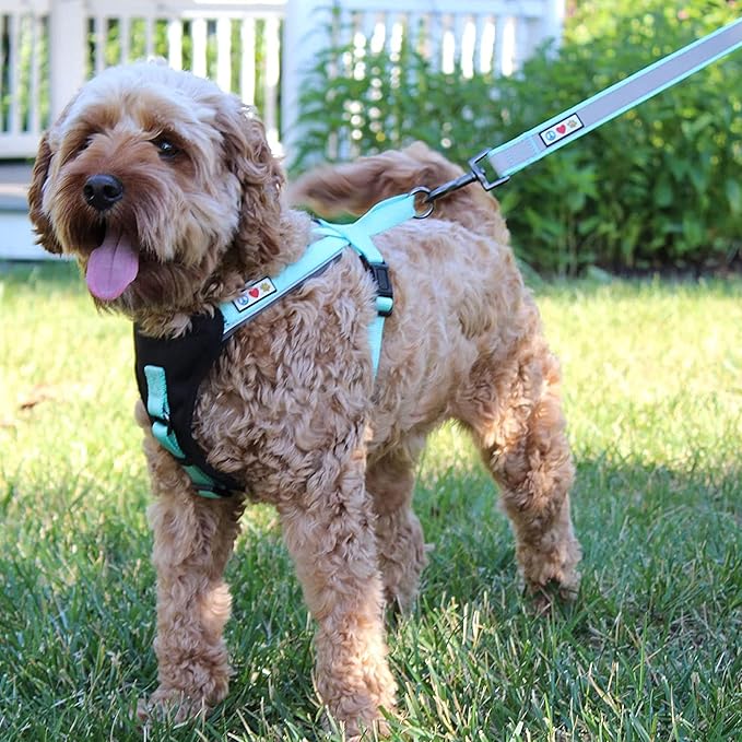 Pawtitas 6 FT Padded Dog Leash with Comfortable Neoprene Padding Handle - Green Lead | Medium Reflective Dog Leash with Highly Reflective Band Perfect for Medium and Large Dogs and Puppies.