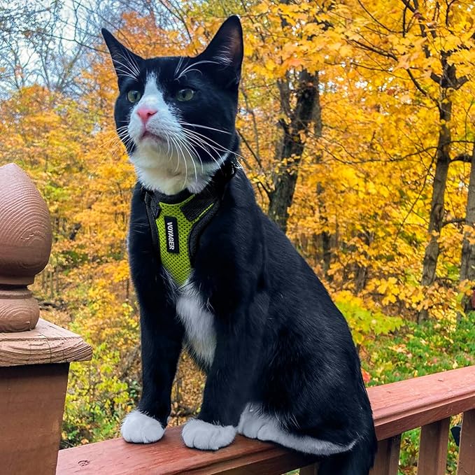 Voyager Step-in Lock Adjustable Cat Harness w. Cat Leash Combo Set with Neoprene Handle 5ft - Supports Small, Medium and Large Breed Cats by Best Pet Supplies - Lime Green/Black Trim, XXS