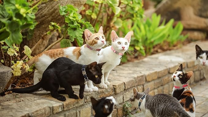 Cat Collar Breakaway, Personalized Leather Cat Collar with Bells-Adjustable Customized Collar with Name & Phone Number Tag for Girl Boy Cats -Quick Release Buckle for Cats & Kittens (Pink)