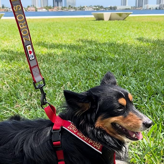 Pawtitas Personalized Dog Leash - Embroidered Custom Name & Phone Number, Reflective, 6 ft Long, Small, Black Custom Tag
