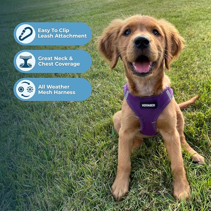Best Pet Supplies Voyager Step-in Air Harness - All Weather Mesh, Reflective, No Pull Harness for Dogs, Cats - Secure with Hook & Loop Fastener, Buckle, Double D-Rings - Purple, XS