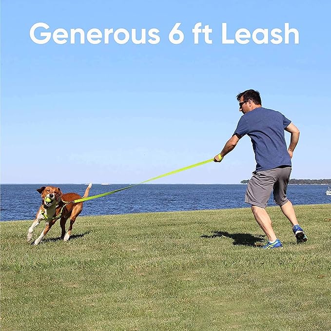 Pawtitas 6 FT Solid Color Leash for Puppy - Comfortable Handle Dog Training Leash - Extra Small/Small - Purple